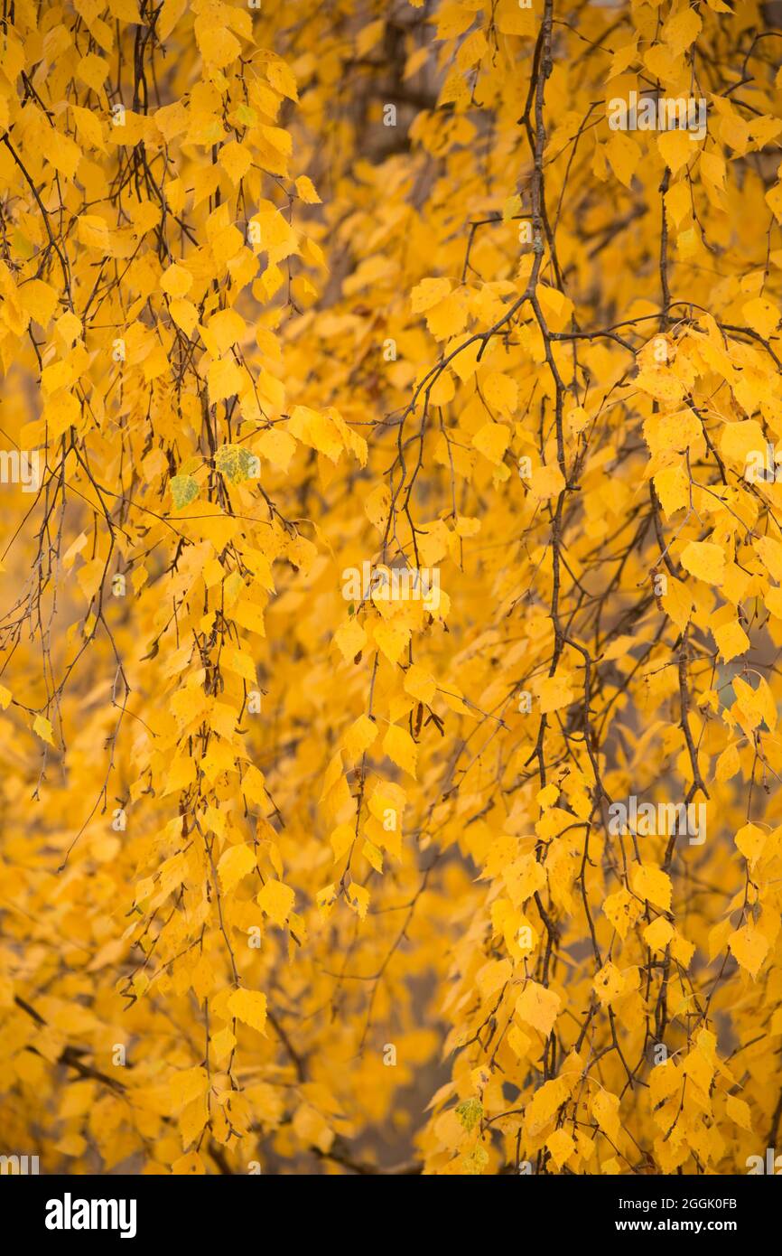 Hanging birch (Betula pendula) twigs with leaves in autumn colored, fall scene Stock Photo