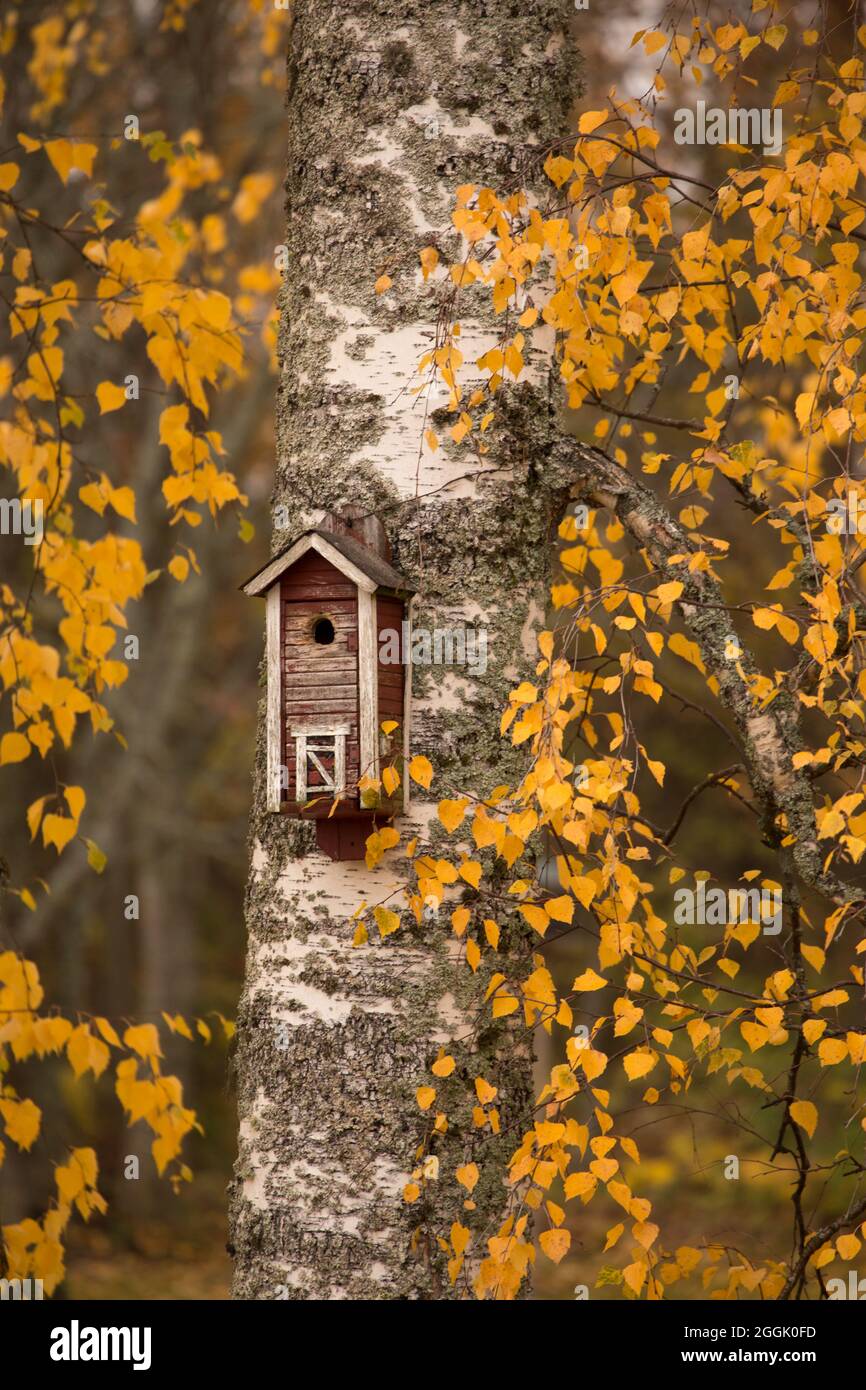 A red birdhouse with yellow color birch leaves, tree trunk, autumn scene Stock Photo