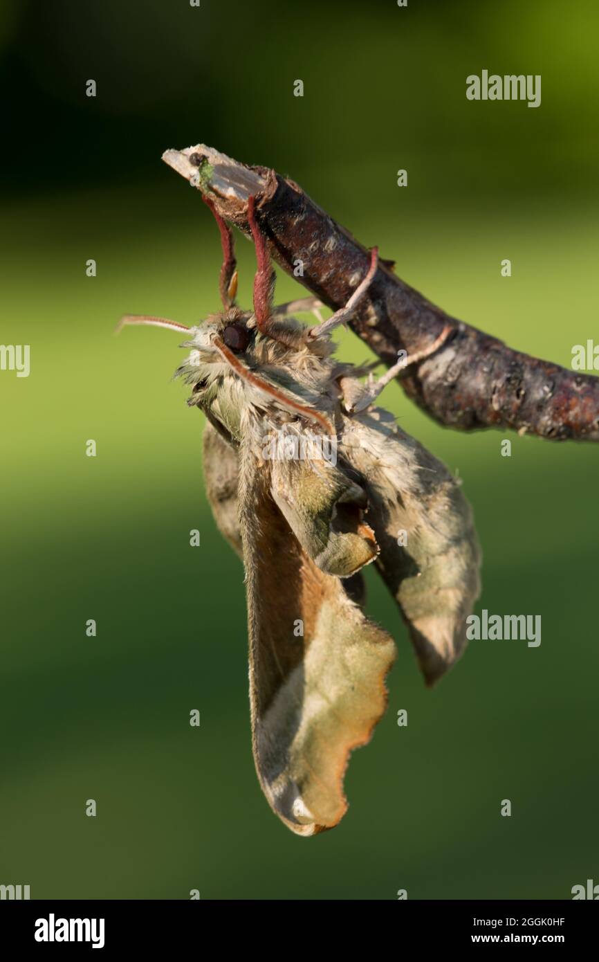 Lime hawk-moth, (Mimas tiliae), blurred green nature background Stock Photo