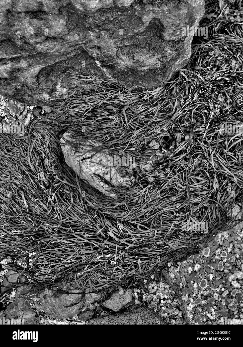 Rough, rocky Maine coastline on an overcast day on Flye Point, Brooklin Maine and near “The Lookout Lodge” Stock Photo