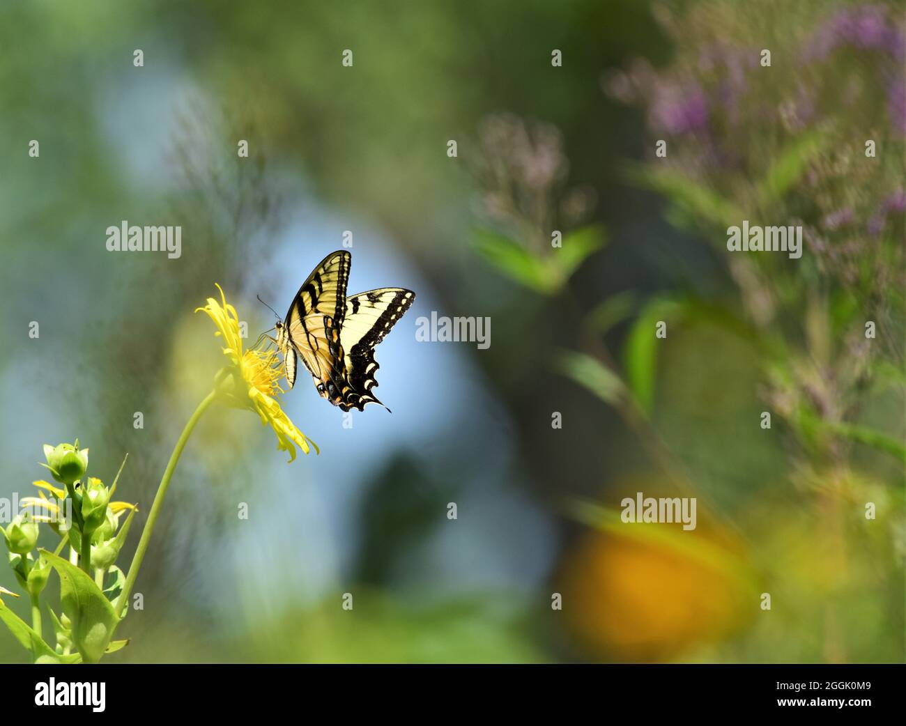 Beautiful western tiger swallowtail butterfly on a African bush daisy plant bloom. Stock Photo