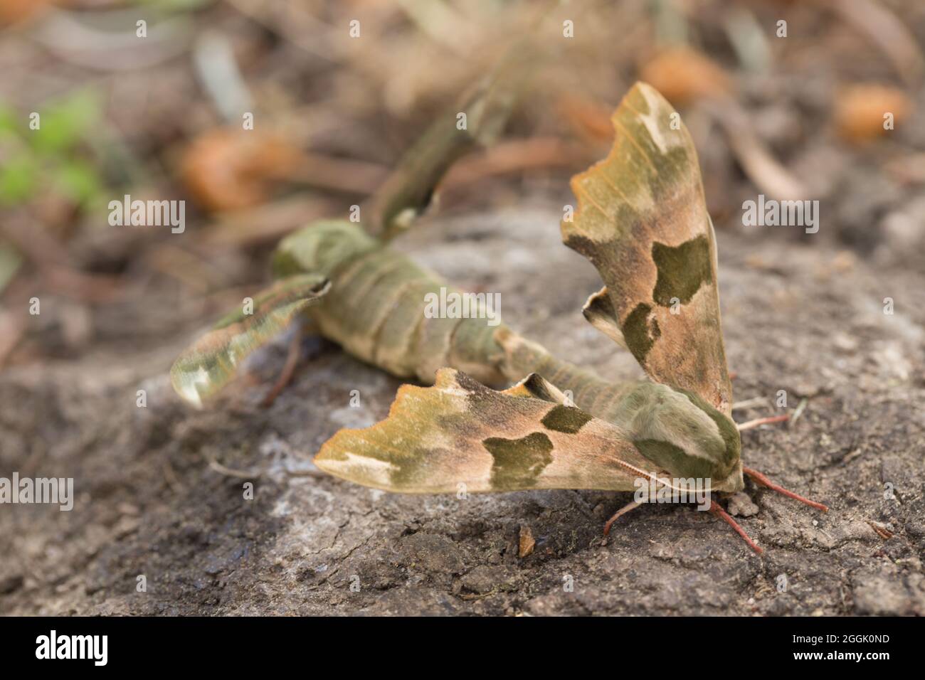 Lime hawk-moth (Mimas tiliae) pair mating, blurred nature background Stock Photo