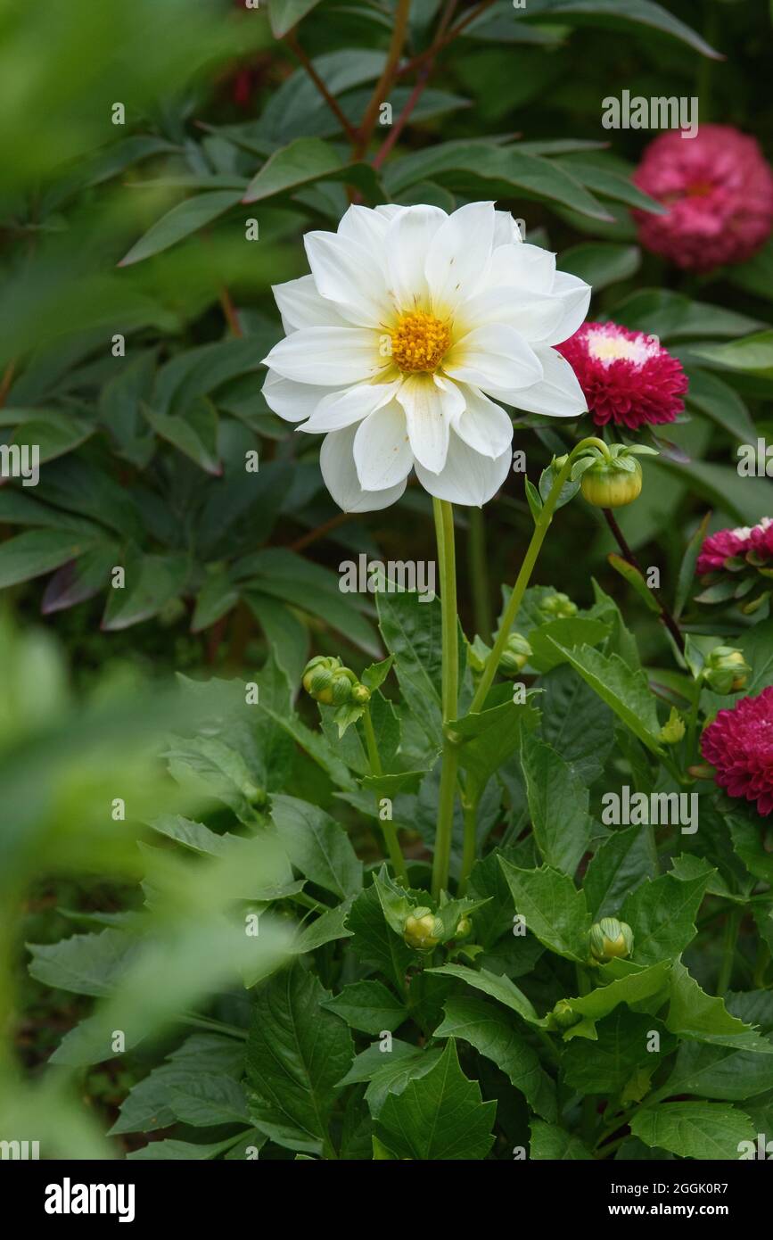 A dahlia flower in close-up on a flower bed among zinnias. Stock Photo