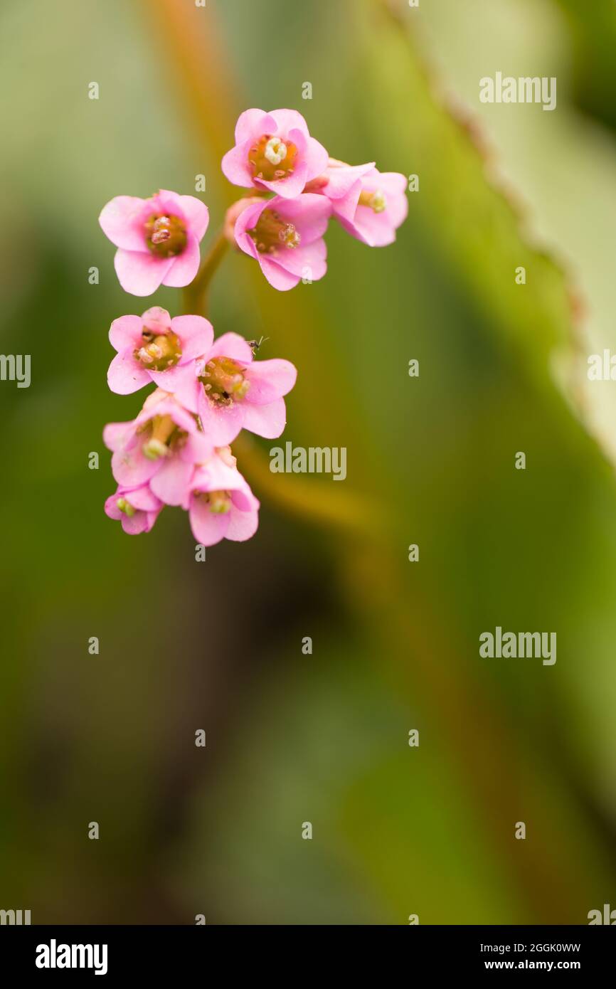 Close up of Bergenia crassifolia in blossom, blurred green leaves background Stock Photo