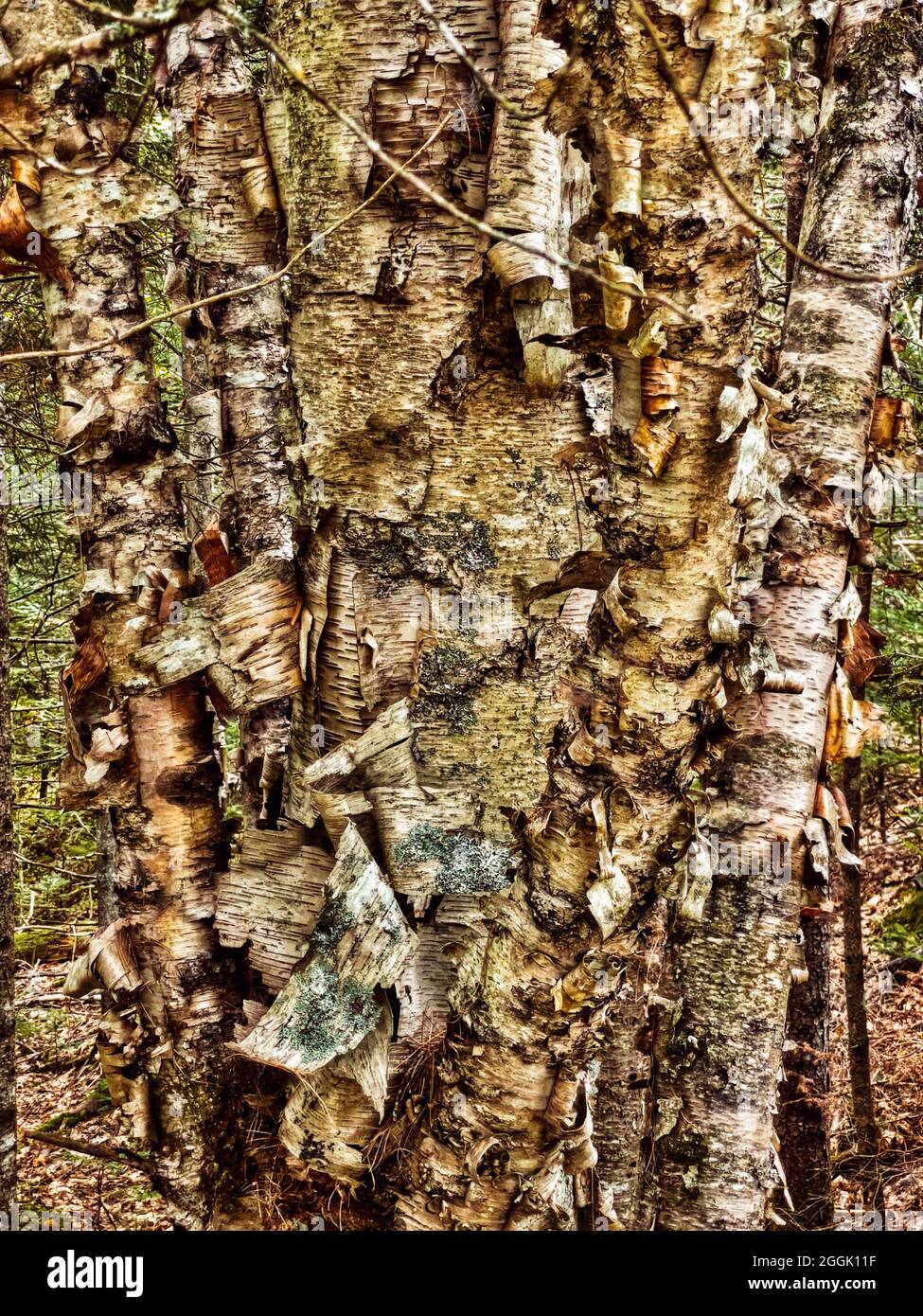Beautiful peeling Birch tree in Maine, USA  Bark detail, solid background, very detailed. Solid frame of pattern, very hypnotic Stock Photo