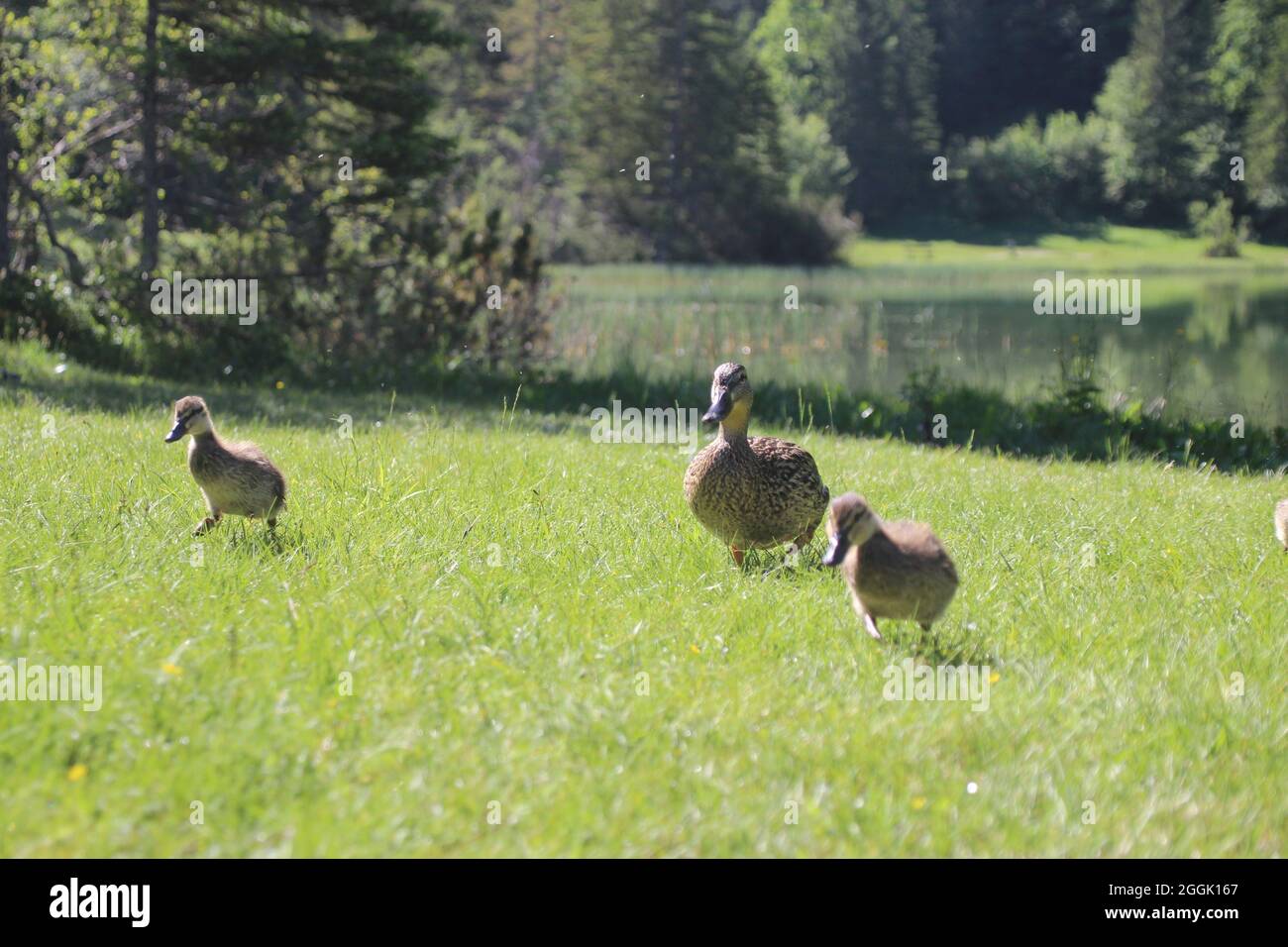 Duck with chicks at Ferchensee near Mittenwald, Upper Bavaria, Bavaria, Germany Stock Photo