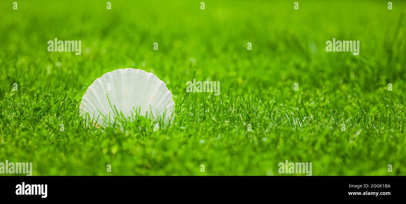 White scallop in the grass Stock Photo