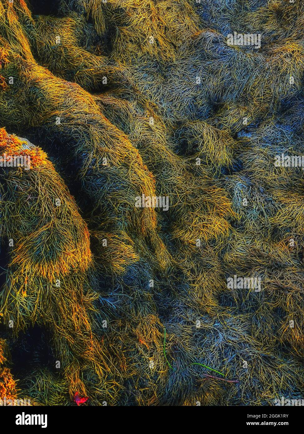 Seaweed, kelp during low tide making beautiful patterns in this vertical color photograph Stock Photo
