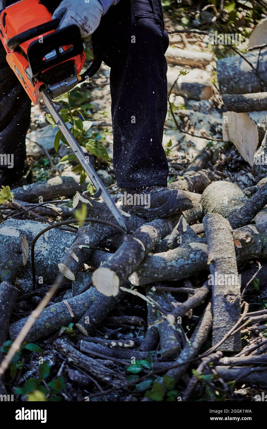 Close up chainsaw cutting tree hi-res stock photography and images - Alamy
