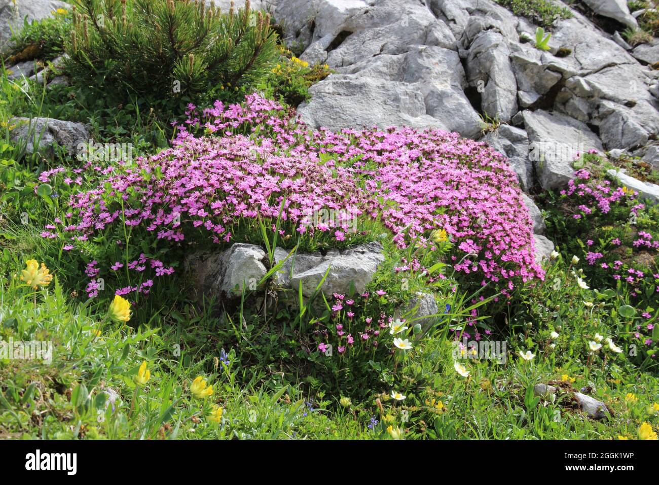 Impressive alpine flower meadow with clove or stemless cucumber (Silene acaulis), mountain pine (Pinus mugo), white silver arum (Dryas octopetala), Karwendel Mountains, Tyrol, Austria Stock Photo
