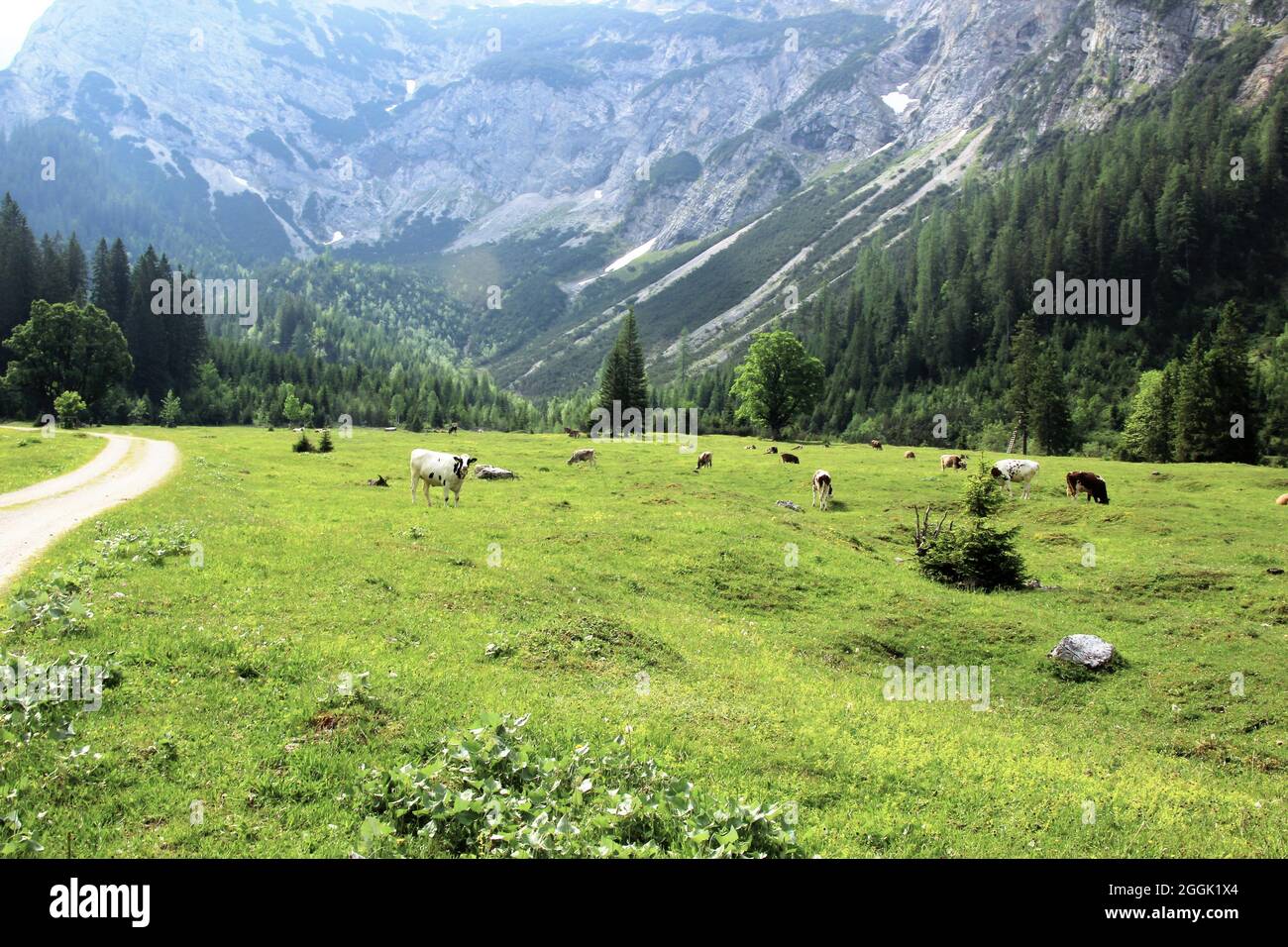 Cows next to bike and hiking trail in Karwendeltal, Austria, Tyrol, Karwendel, Kuh, Gebirge Stock Photo