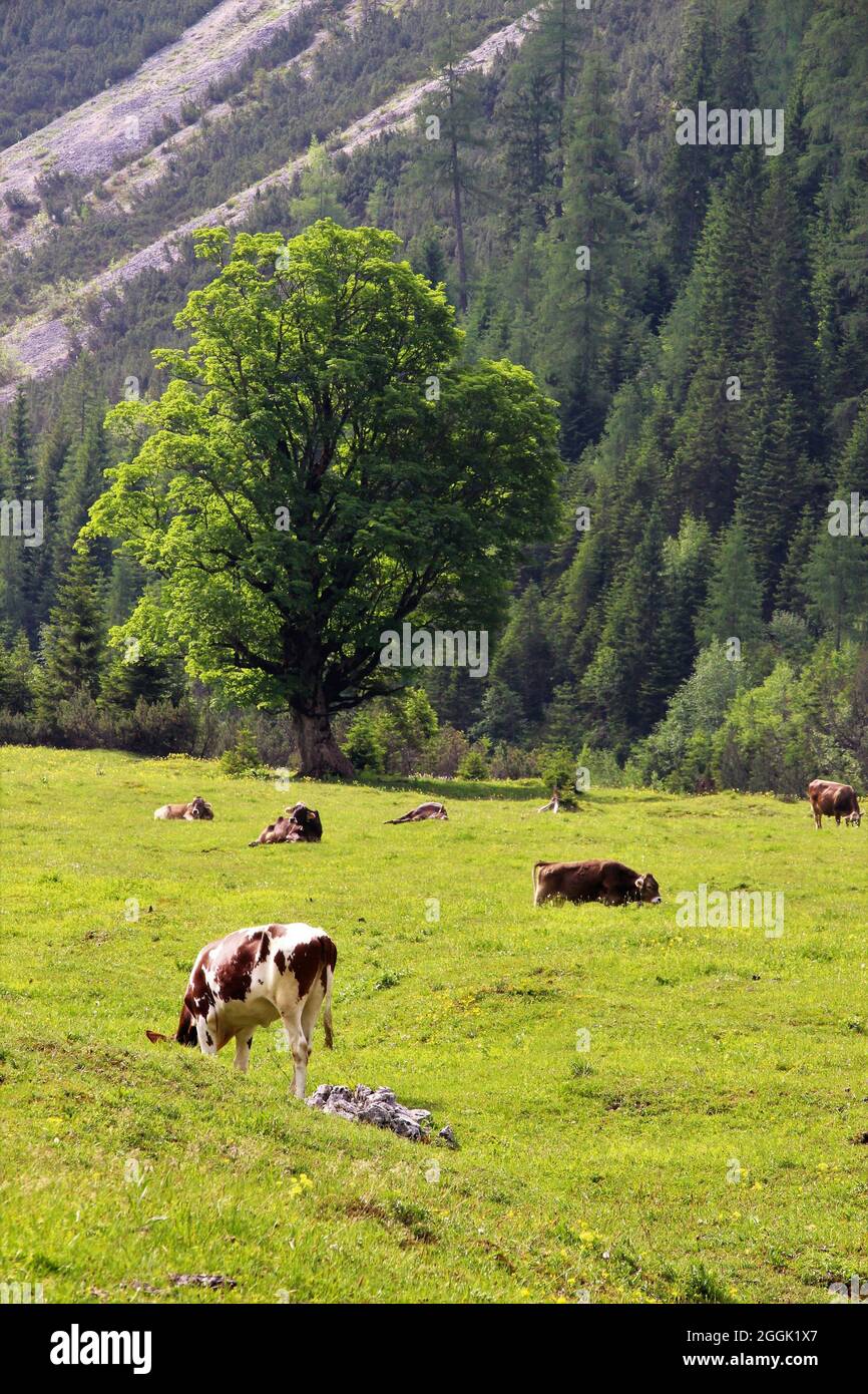 Cows next to bike and hiking trail in Karwendeltal, Austria, Tyrol, Karwendel, Kuh, Gebirge Stock Photo