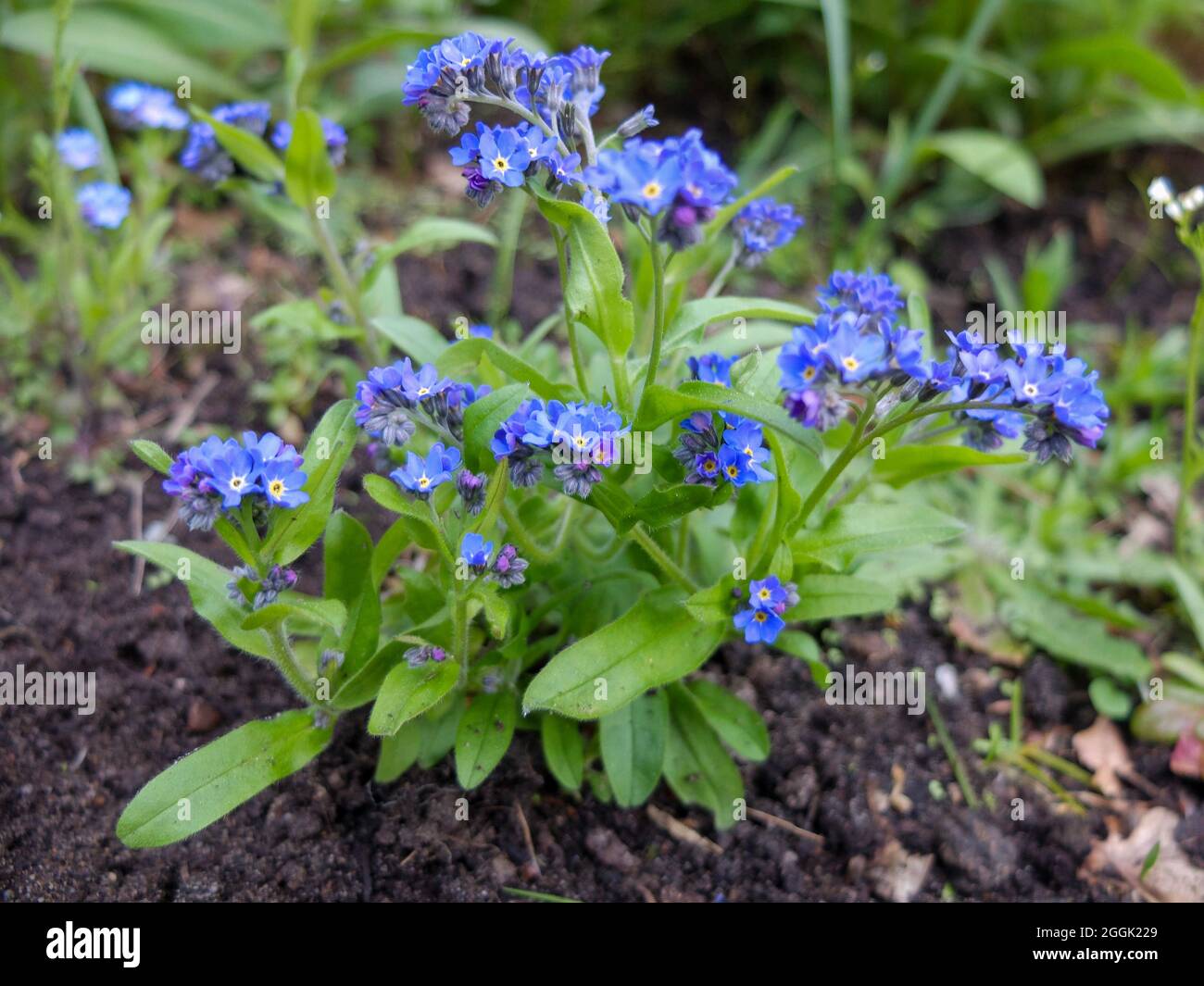 Forget-me-nots (Myosotis) in the bed Stock Photo