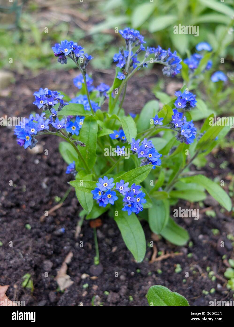 Forget-me-nots (Myosotis) in the bed Stock Photo