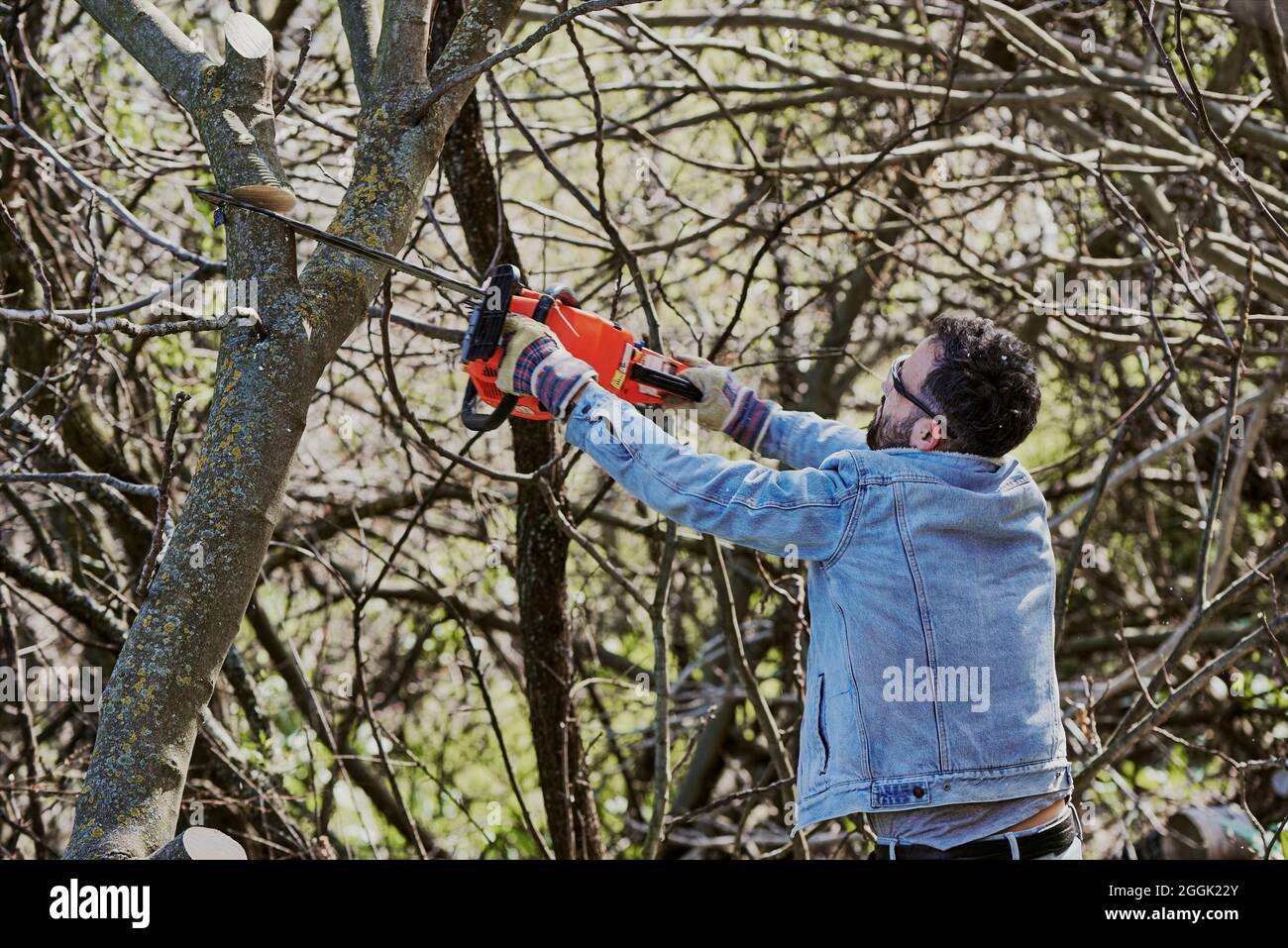 Man with his back turned is cutting down a tree with a chainsaw. Stock Photo
