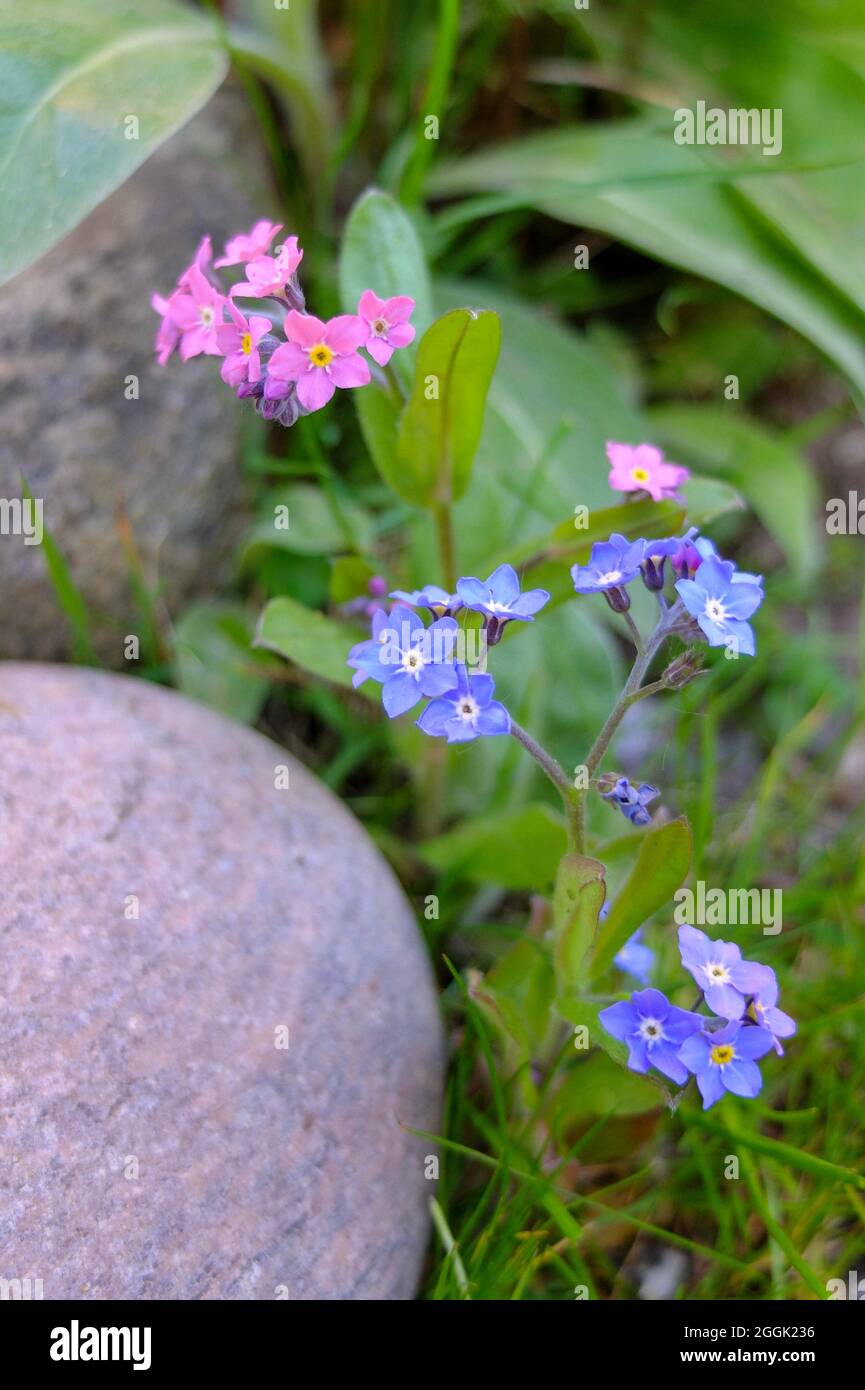 Forget-me-nots (Myosotis) in blue and pink Stock Photo