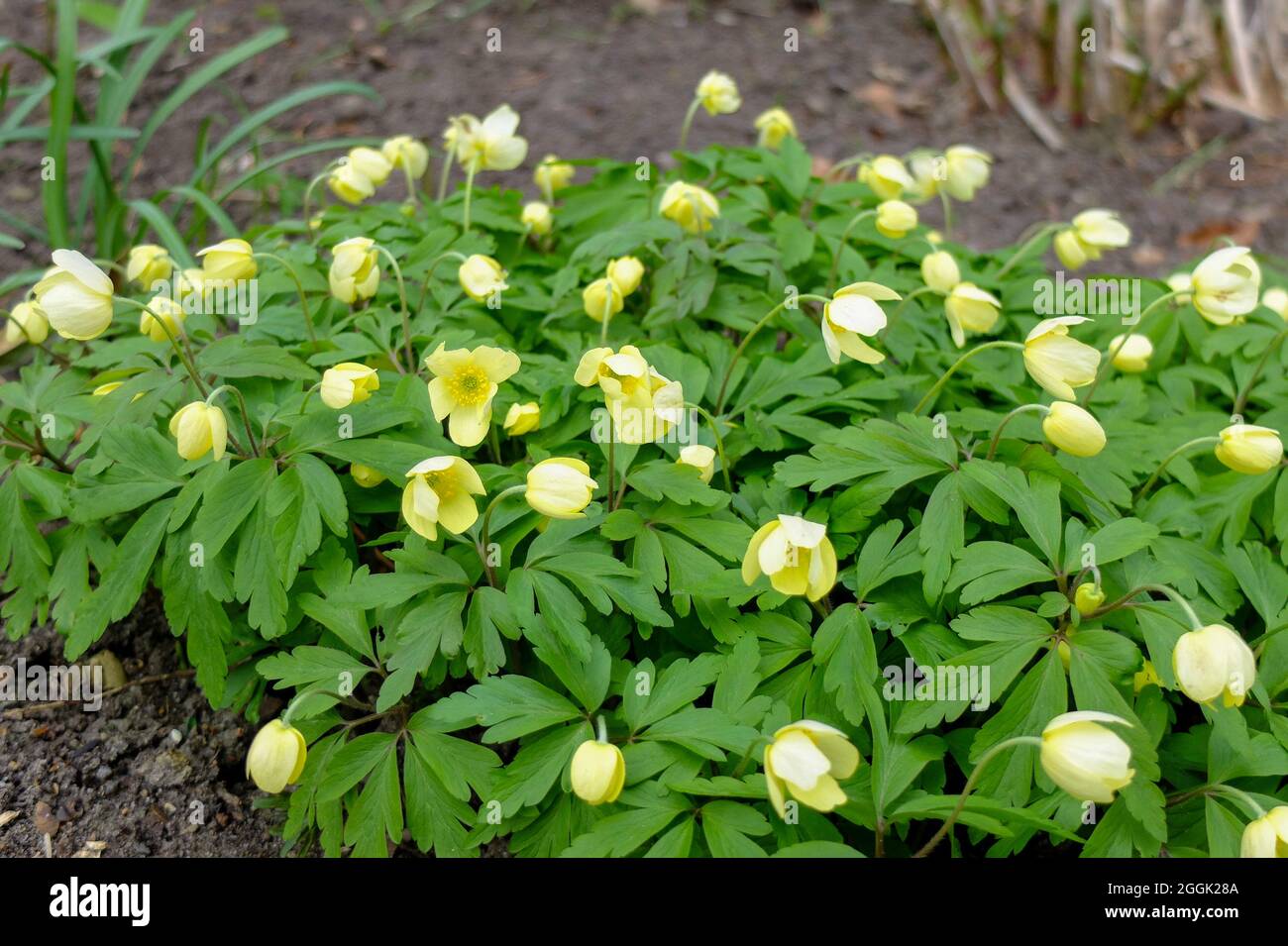 Yellow anemone (Anemone x lipsiensis) 'Pallida' Stock Photo