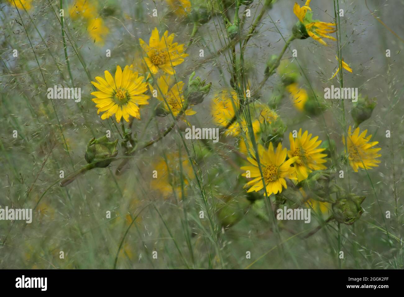 Beautiful prairie dock plant blooms amongst prairie dropseed grass. Stock Photo