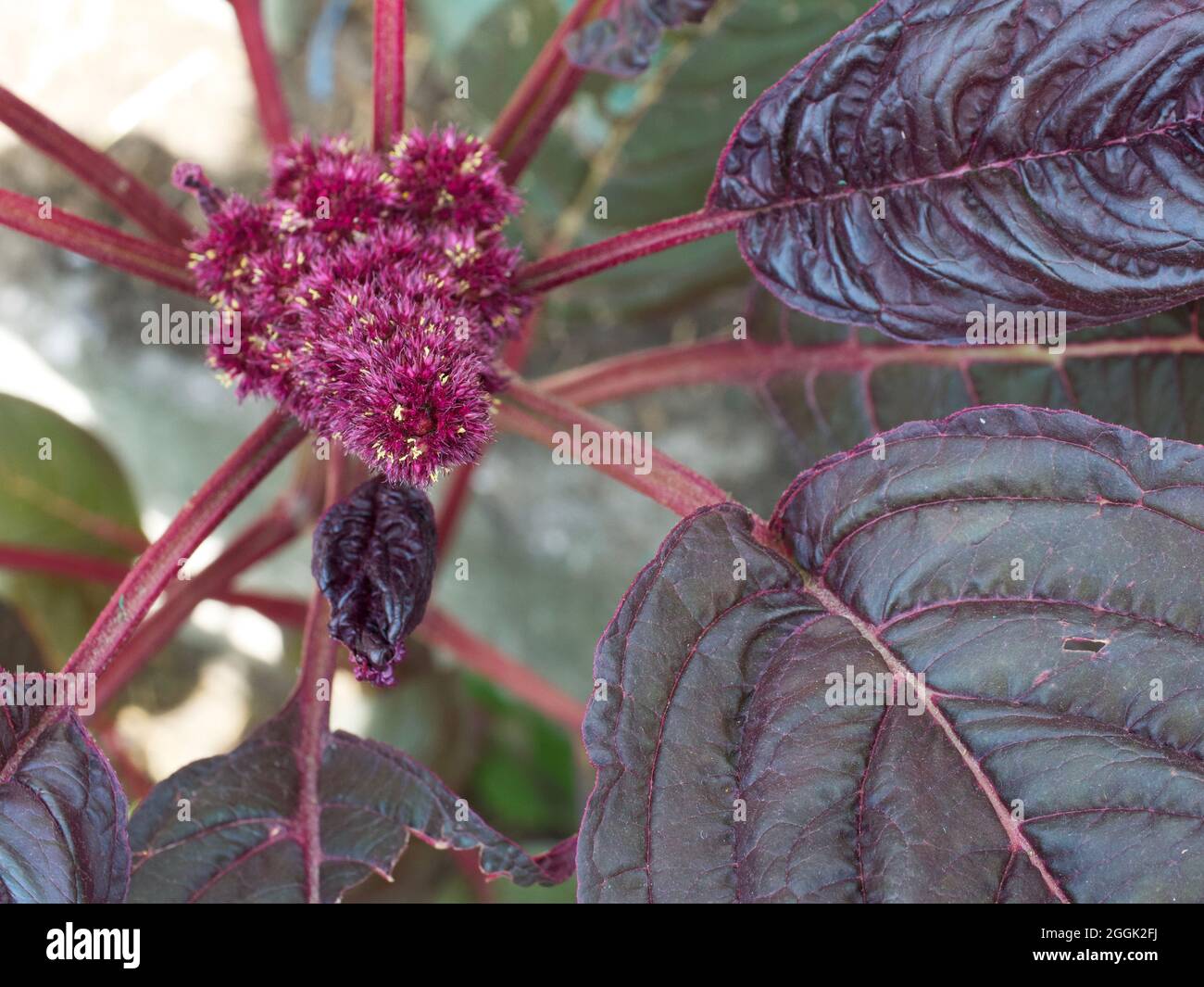 Leaves and flowers of crimson amaranth. Amaranthus is a cosmopolitan genus of annual or short-lived perennial plants. Most of the Amaranthus species a Stock Photo