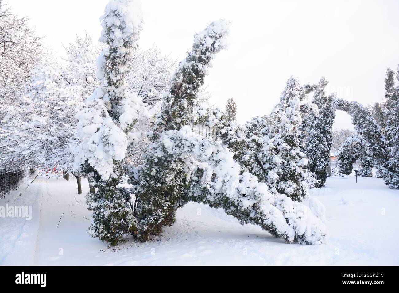 After the Snow Storm: Coping with Snow- and Ice-Damaged Trees. Snow damaged Thuja occidentalis trees. Stock Photo