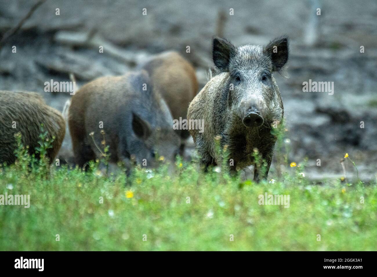 Sows in the wallow Stock Photo