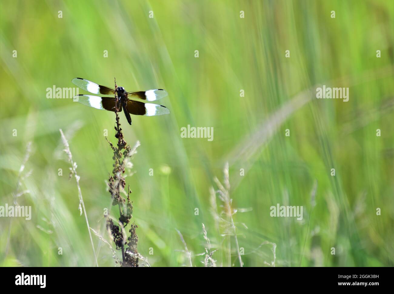A widow skimmer dragonfly resting on a Curly dock stem Stock Photo - Alamy