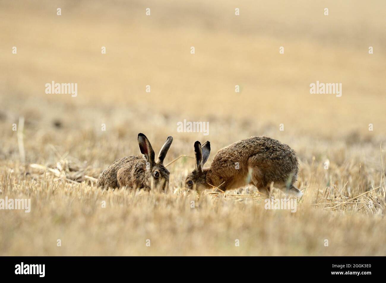 Hare, brown hare Stock Photo