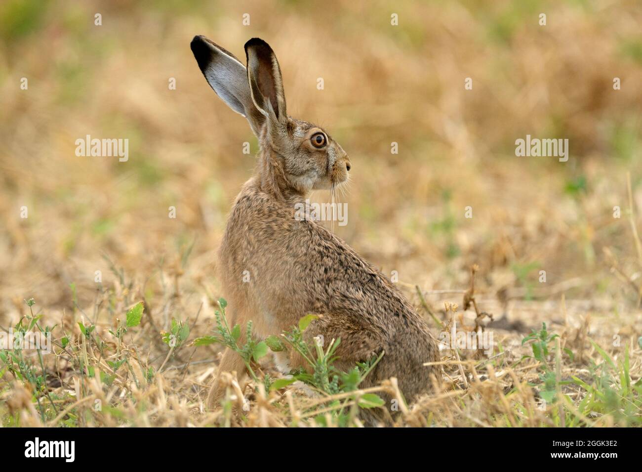 Hare, brown hare Stock Photo