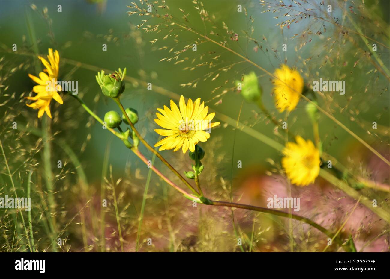A beautiful Prairie dock plant bloom surrounded by some Prairie dropseed plants. Stock Photo