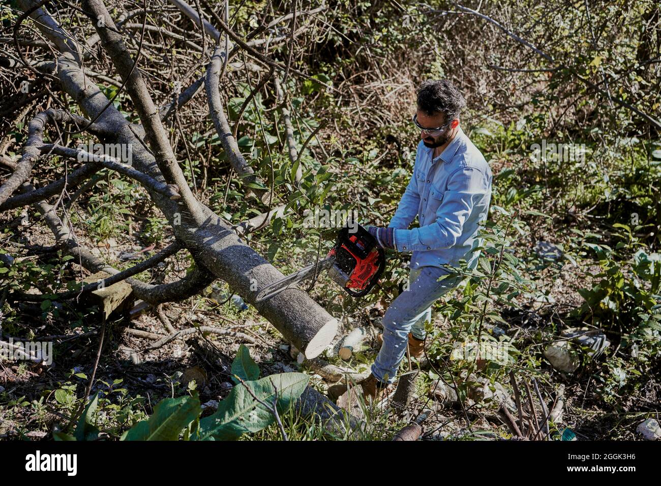 a man cuts down a tree in the garden of his house Stock Photo - Alamy
