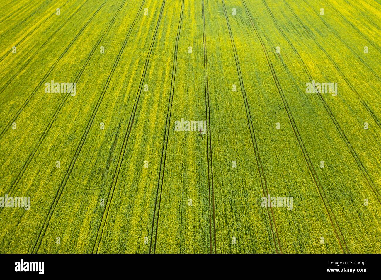 Top view of the sown green in Belarus.Agriculture in Belarus.Texture ...