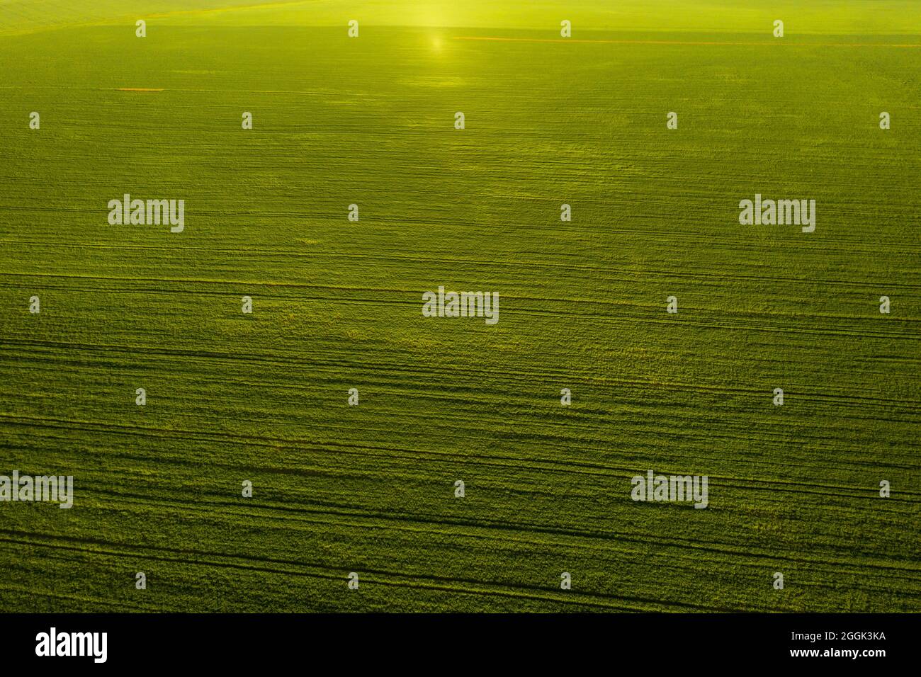 Top view of the sown green in Belarus.Agriculture in Belarus.Texture ...