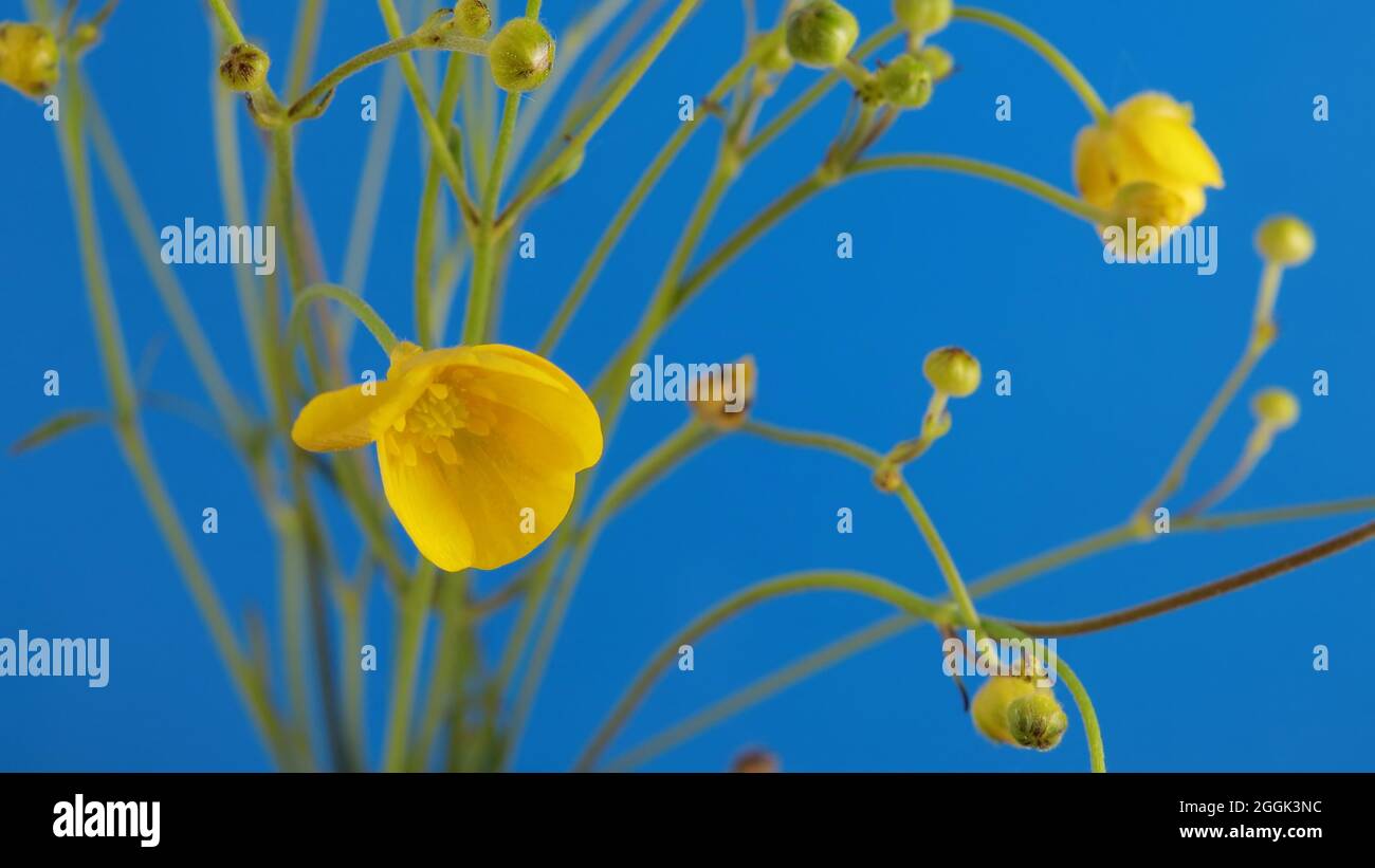 Meadow buttercups on a blue background. Yellow flowers on stems Stock Photo
