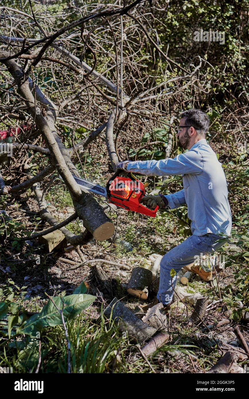 A man cuts down a fallen tree with a chainsaw Stock Photo - Alamy