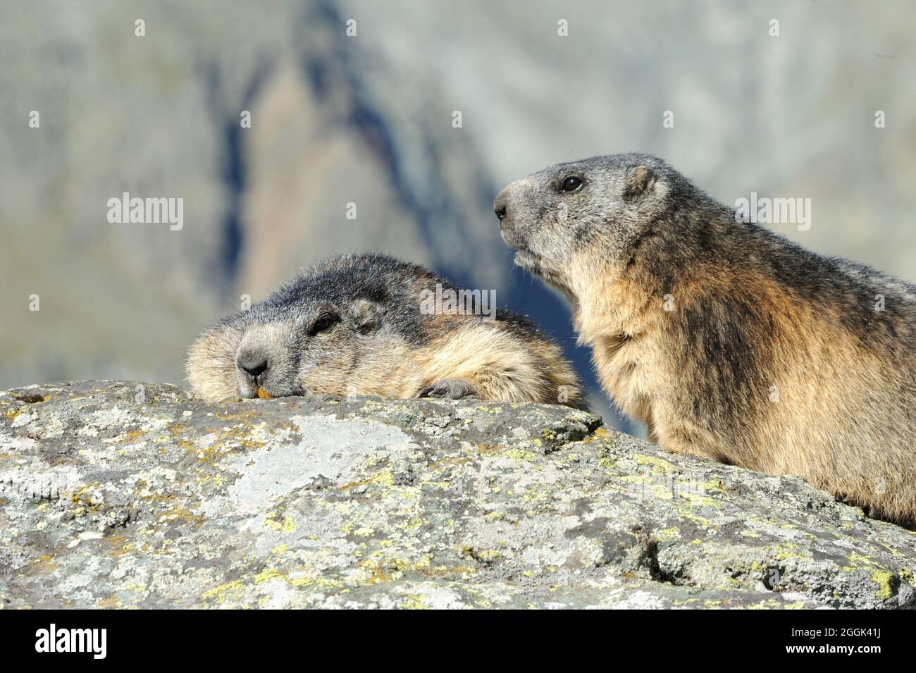 Real gopher hi-res stock photography and images - Alamy