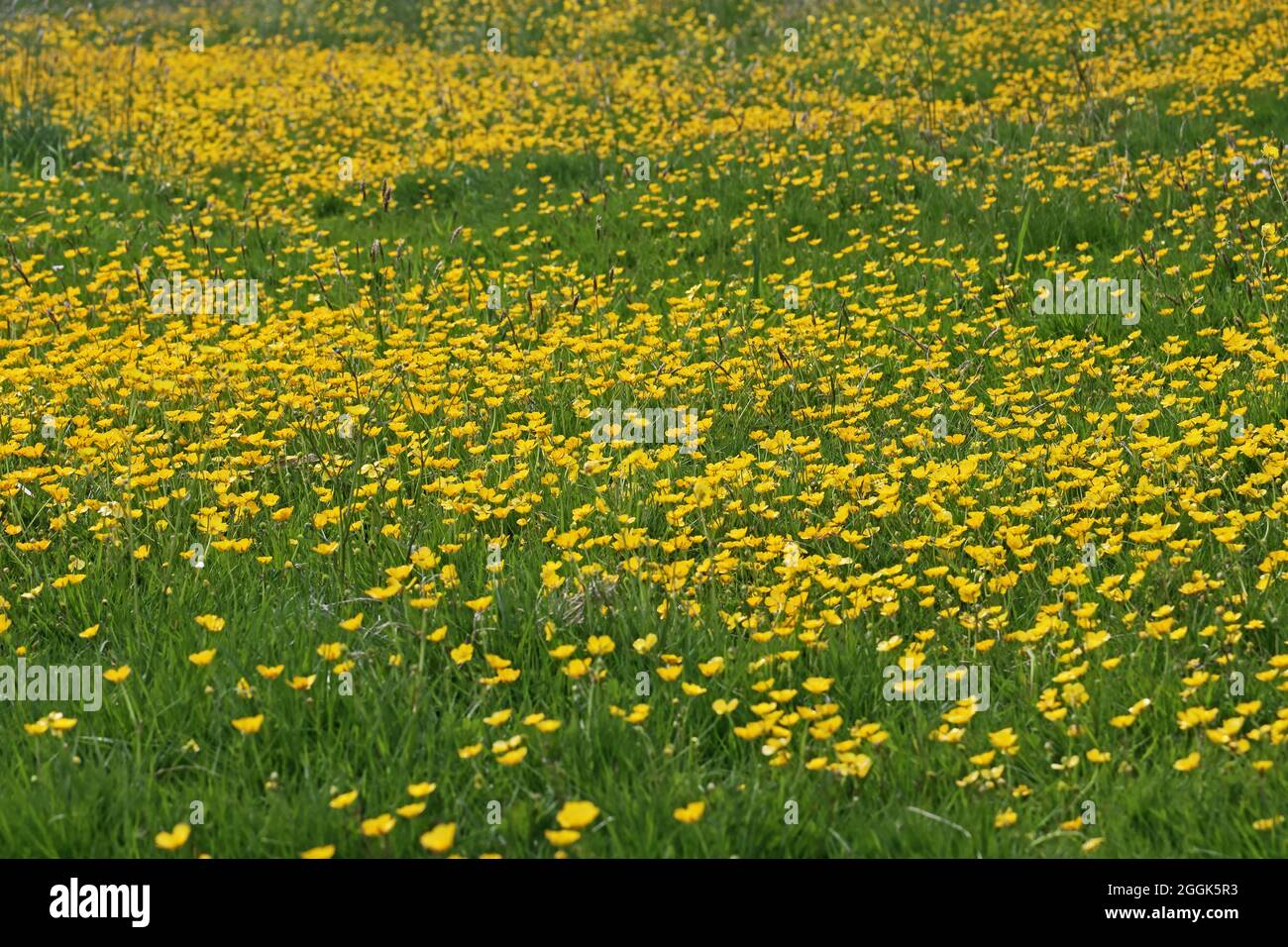 Buttercup meadow field hi-res stock photography and images - Alamy