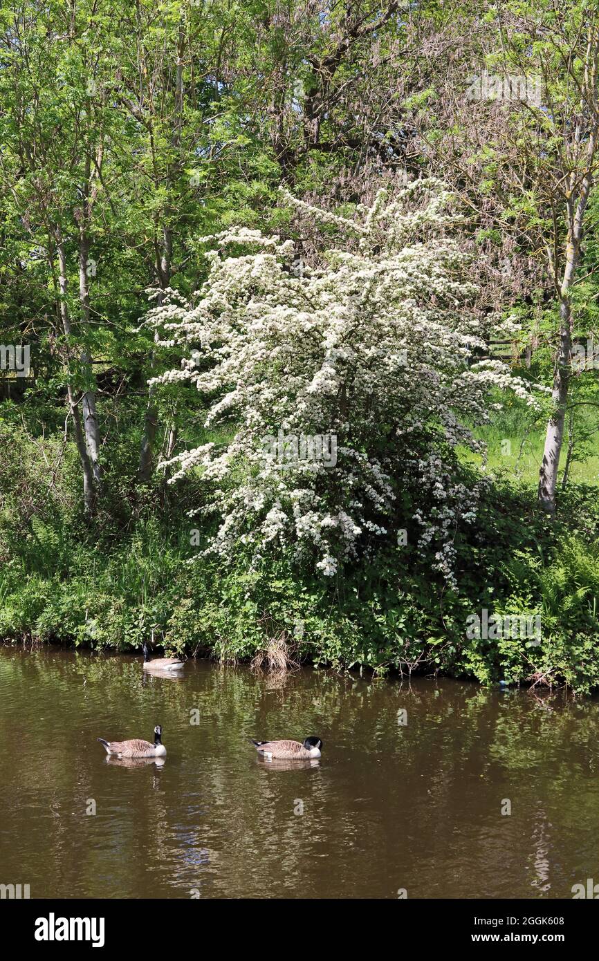 Canalside Hawthorn bush covered in white blossom Stock Photo