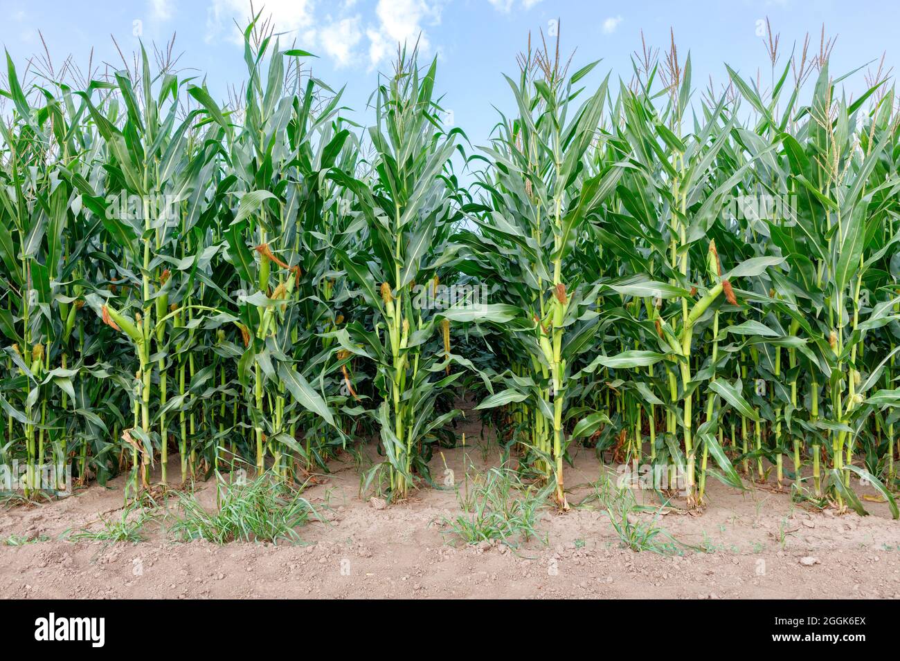 Tall corn stalks in an agricultural field grow in even rows on a summer
