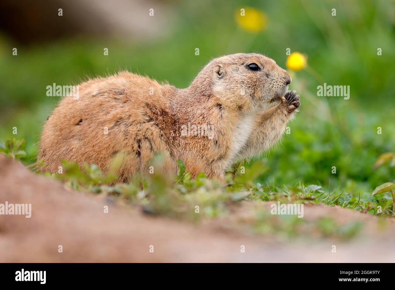 Black-tailed prairie dog (Cynomy ludovicianus) eating, Germany Stock Photo