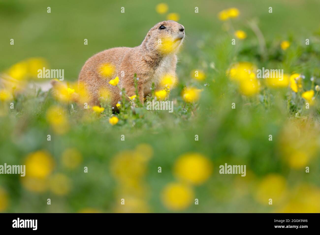 Black-tailed prairie dog (Cynomy ludovicianus) in a flowering meadow, Germany Stock Photo