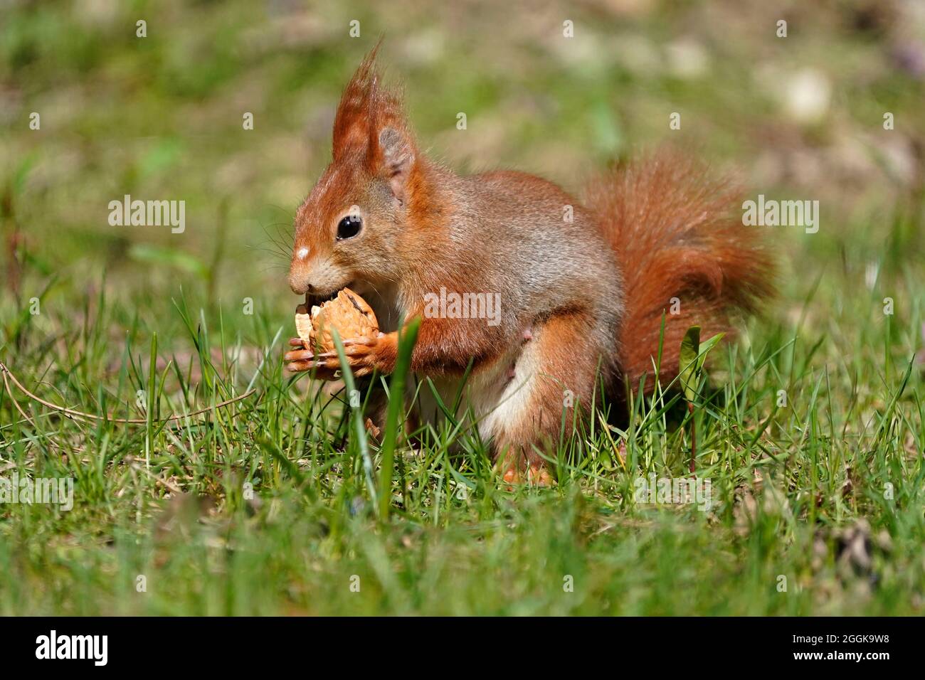 Red squirrel (Sciurus vulgaris) foraging for food, Germany, Europe, Stock Photo