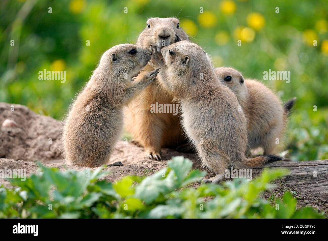 Black-tailed prairie dog (Cynomy ludovicianus) young animals with old animal at the burrow, Germany Stock Photo