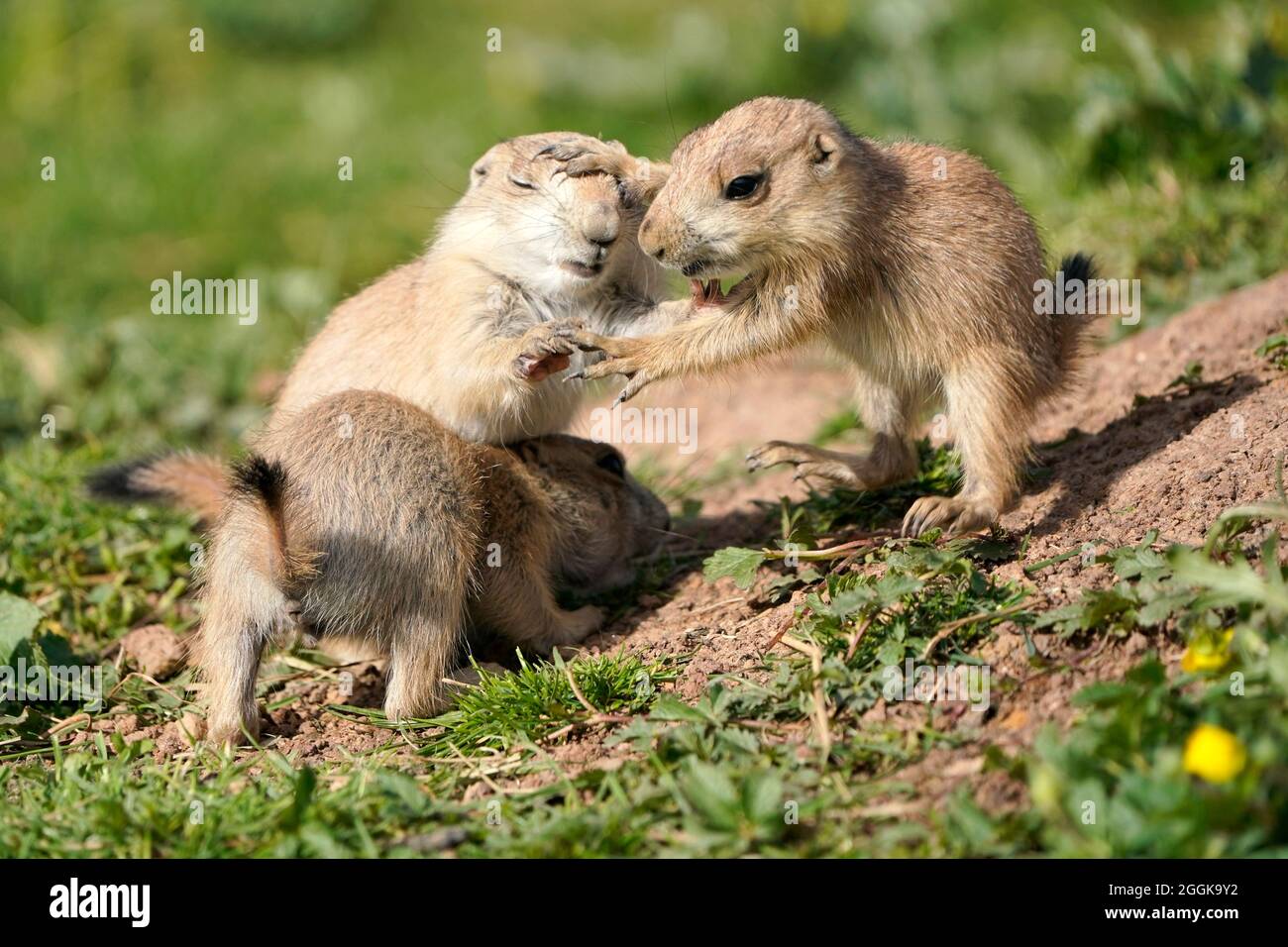 Black-tailed prairie dog (Cynomy ludovicianus) young animals playing, Germany Stock Photo