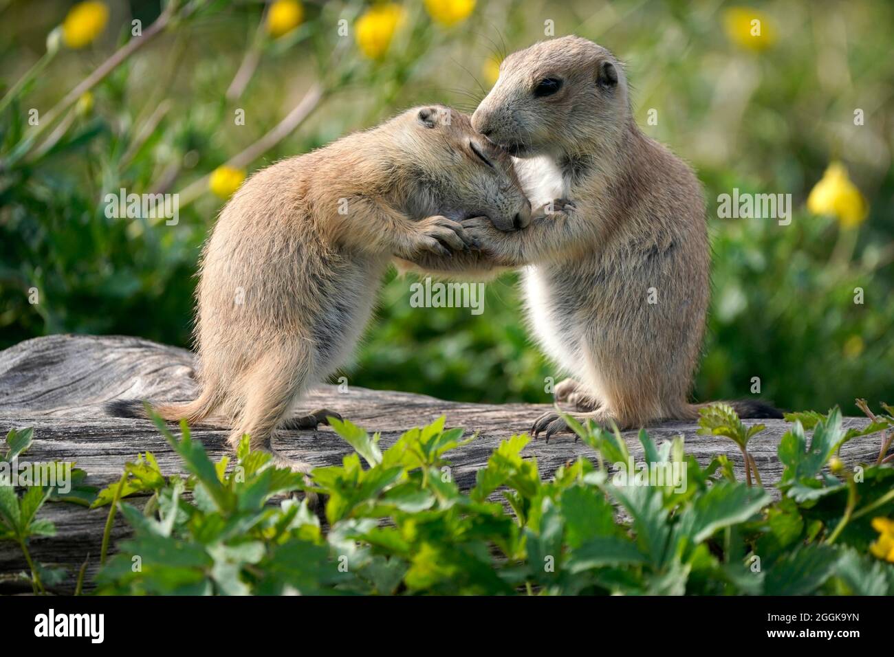 Black-tailed prairie dog (Cynomy ludovicianus) young animals playing, Germany Stock Photo