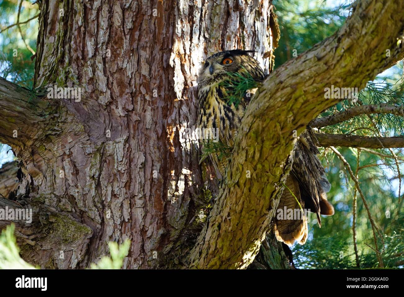 Eagle owl (Bubo bubo) sitting in a tree, wildlife, Black Forest, Baden-Württemberg, Germany, Stock Photo