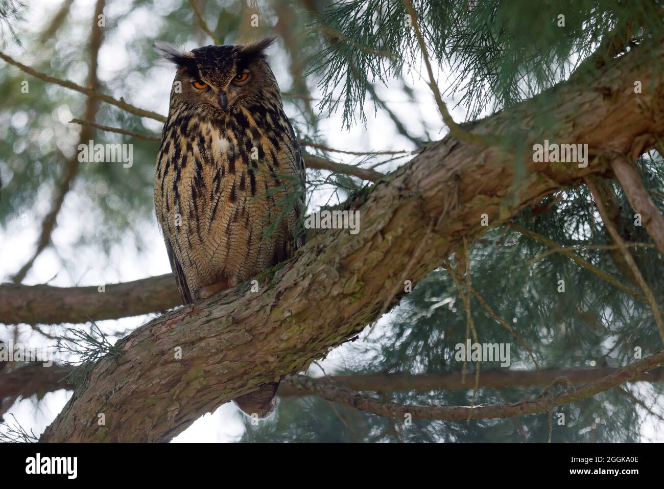 Eagle owl (Bubo bubo) sitting in a tree, wildlife, Black Forest, Baden-Württemberg, Germany, Stock Photo