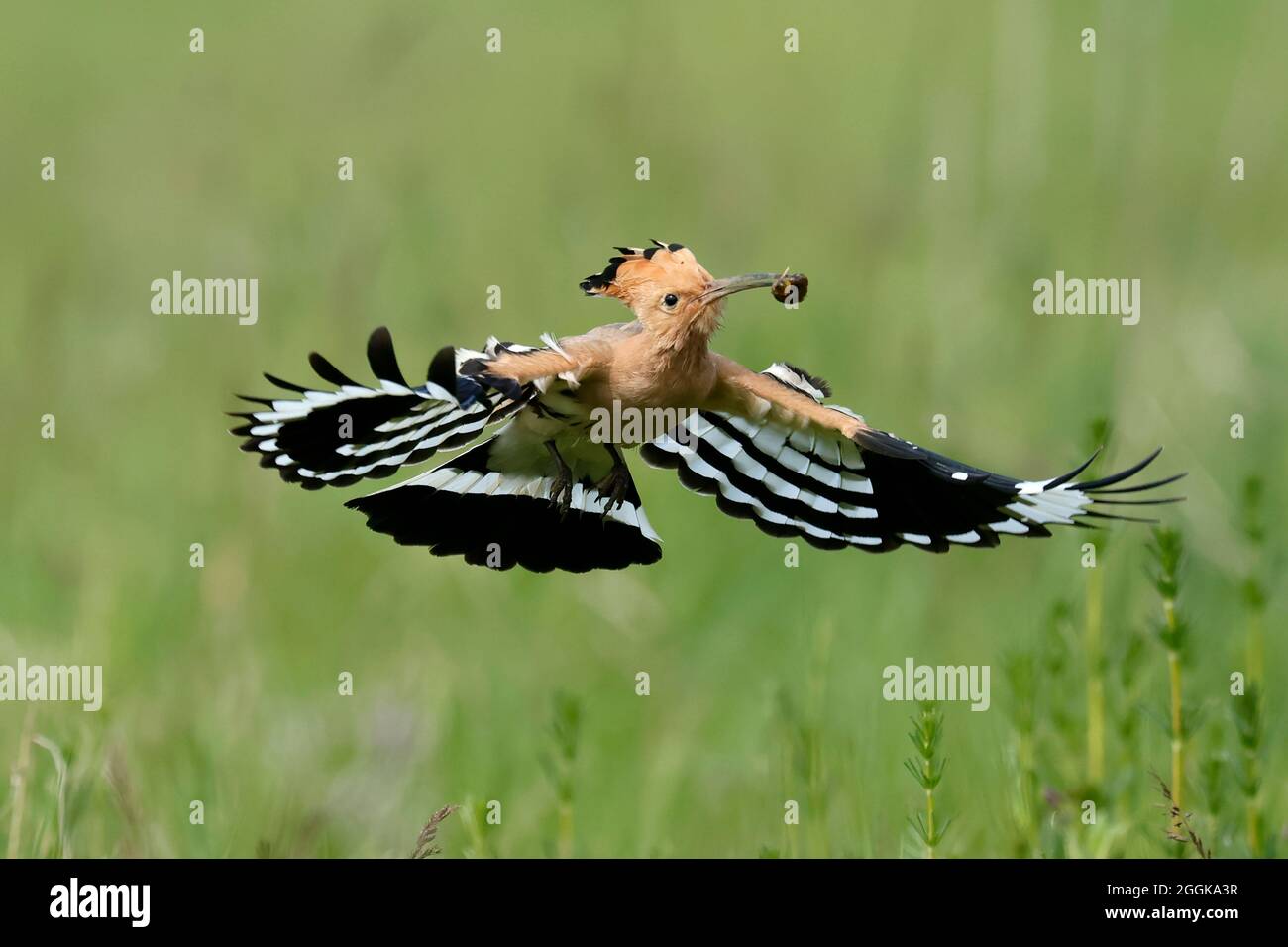 Hoopoe (Upupa epops) in flight with food, Rhineland-Palatinate, Germany, Stock Photo