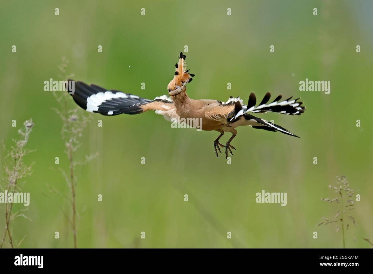Hoopoe (Upupa epops) in flight with food, Rhineland-Palatinate, Germany, Stock Photo
