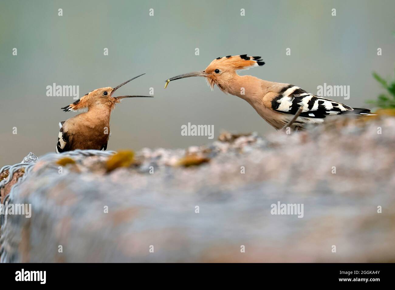 Hoopoes (Upupa epops) with food on a wall, Germany, Stock Photo
