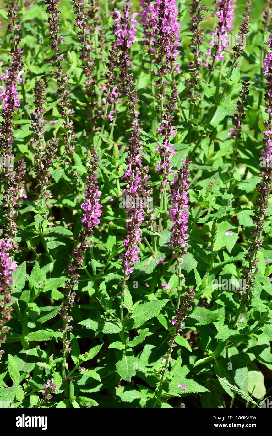 woodland sage, Balkan clary, blue sage or wild sage, HainSalbei